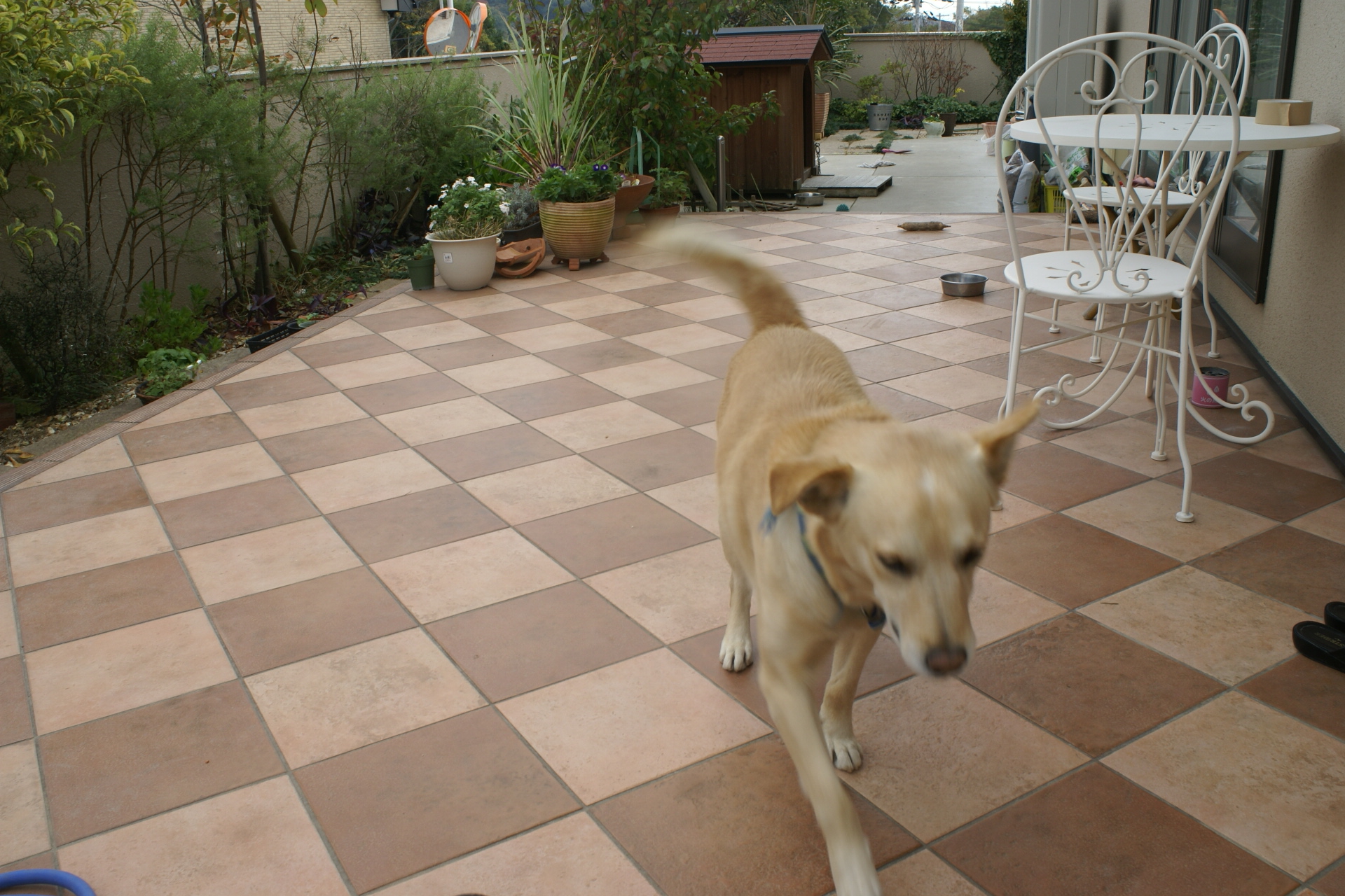 チェッカー柄のオシャレなタイルテラス、愛犬のお気に入り